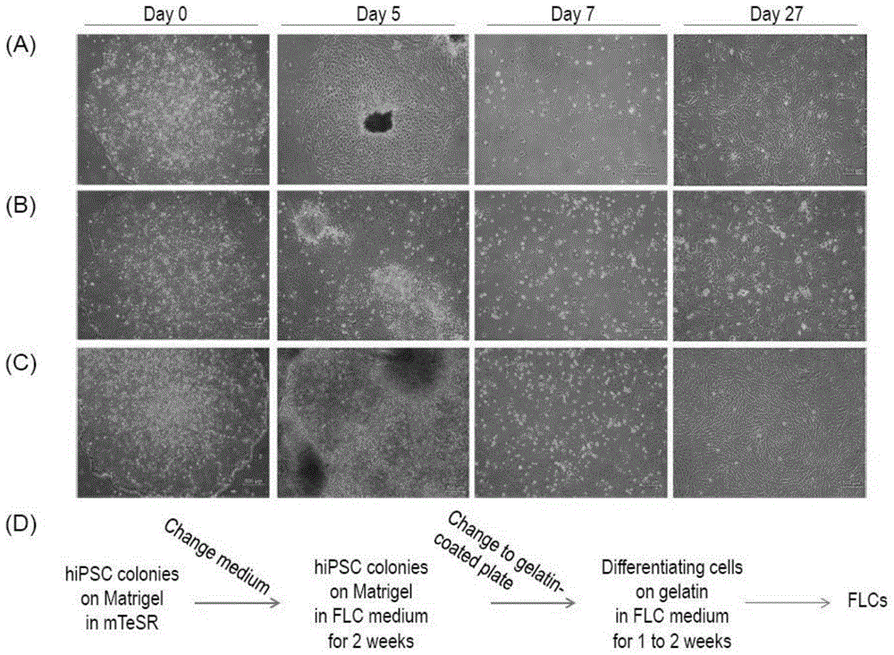 Method for developing and cultivating human induced pluripotent stem cells