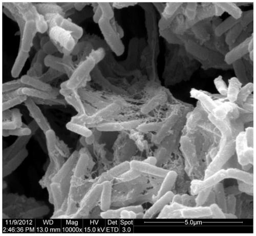 Bacillus licheniformis, method for preparing flocculant from it and application of flocculant