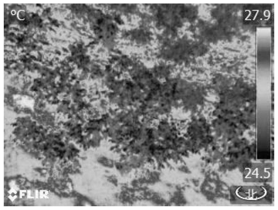 A method for accurate extraction of tree canopy temperature based on infrared thermal images