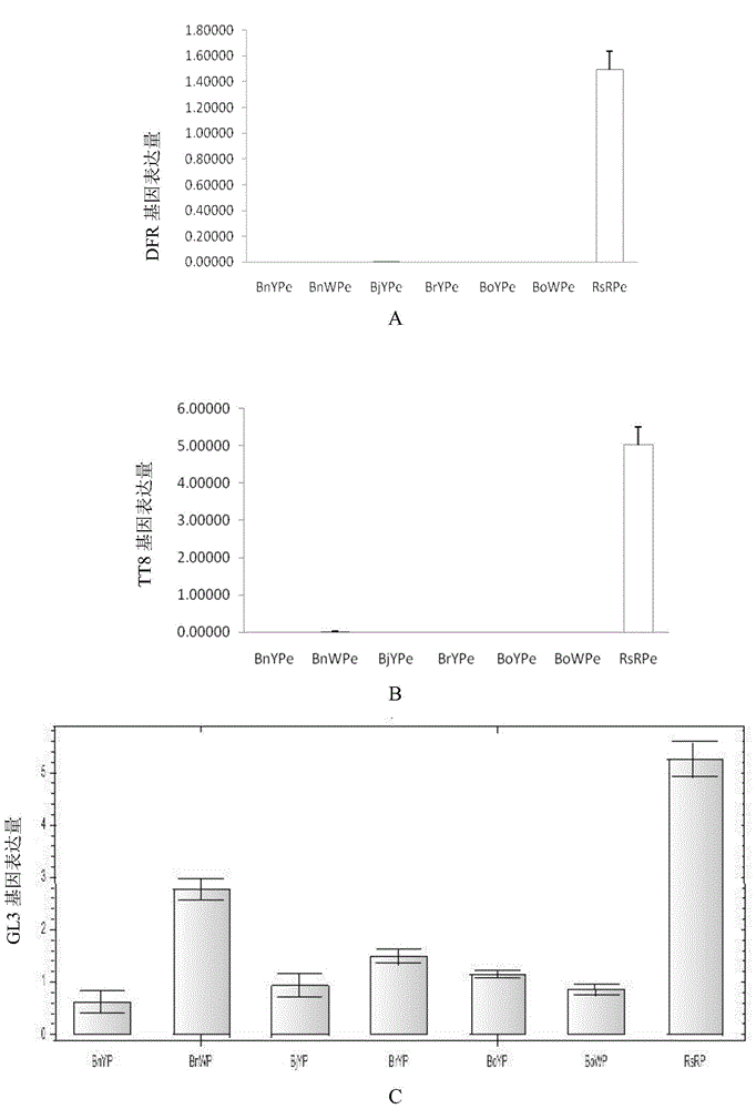 Application of gene for interfering expression of LCYB and LCYE and simultaneously over-expressing PAP in preparation of brassica plant having red petals