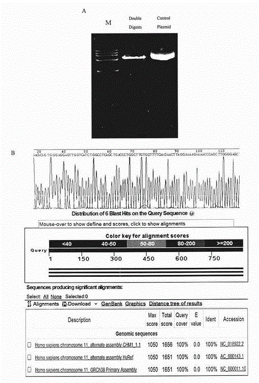 Human cervical carcinoma metastasis relevant new long chain non-coding RNA sequence, separation method and uses thereof
