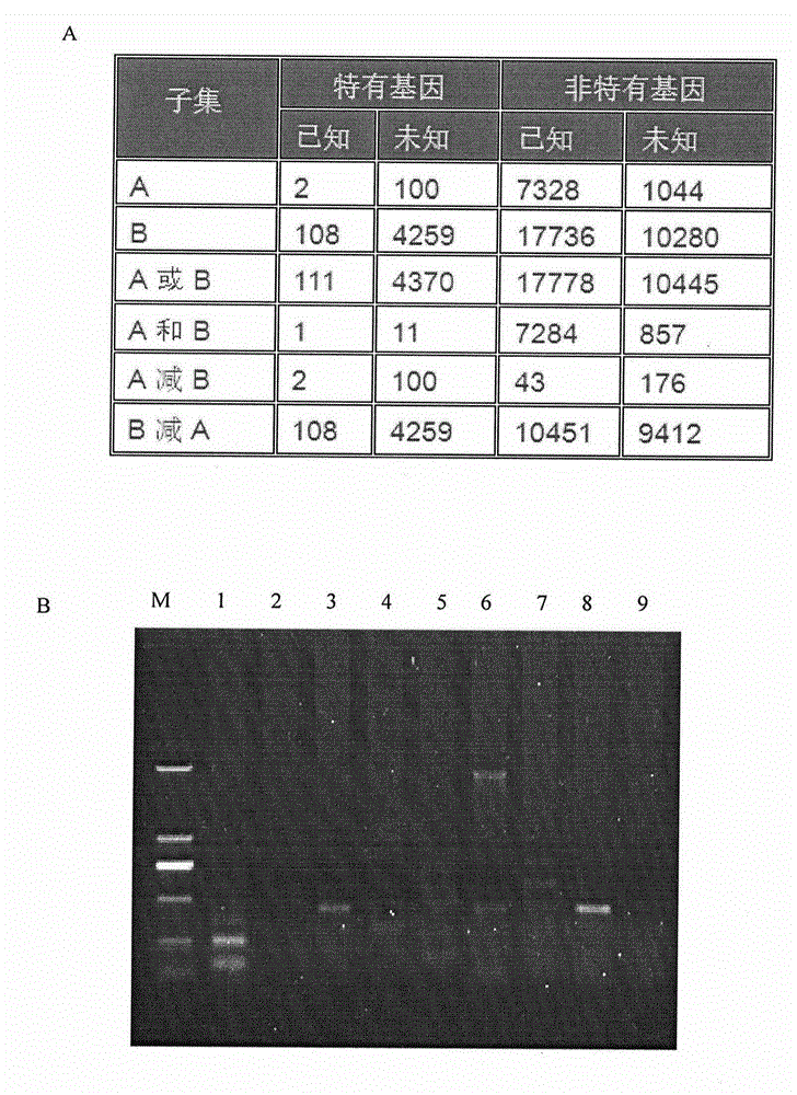 Human cervical carcinoma metastasis relevant new long chain non-coding RNA sequence, separation method and uses thereof