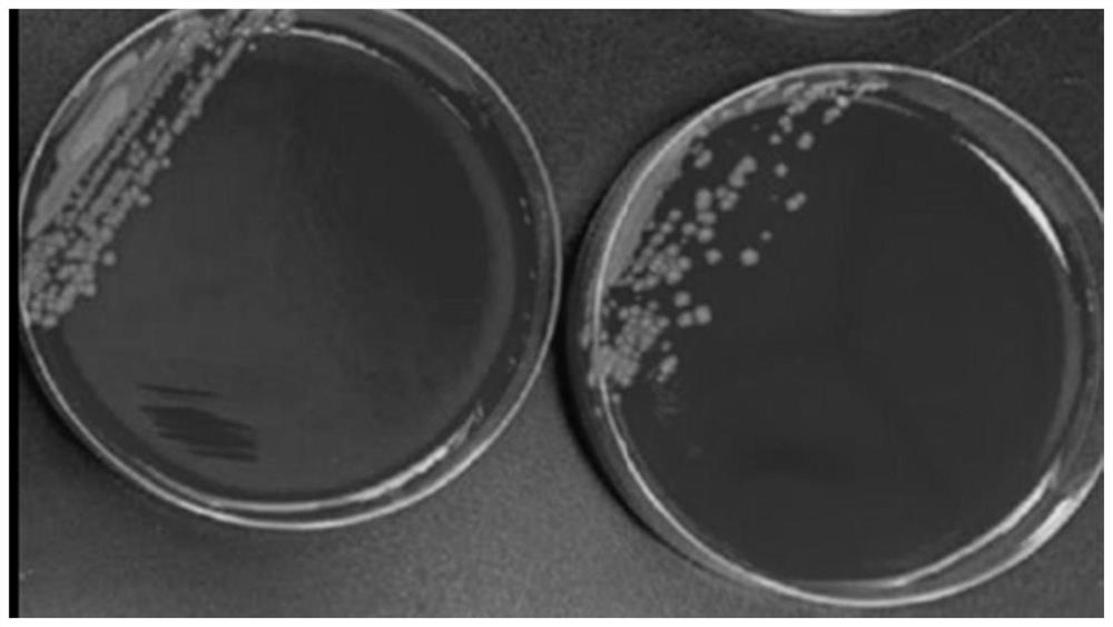 A kind of cu-fe-x alloy and its preparation method and application