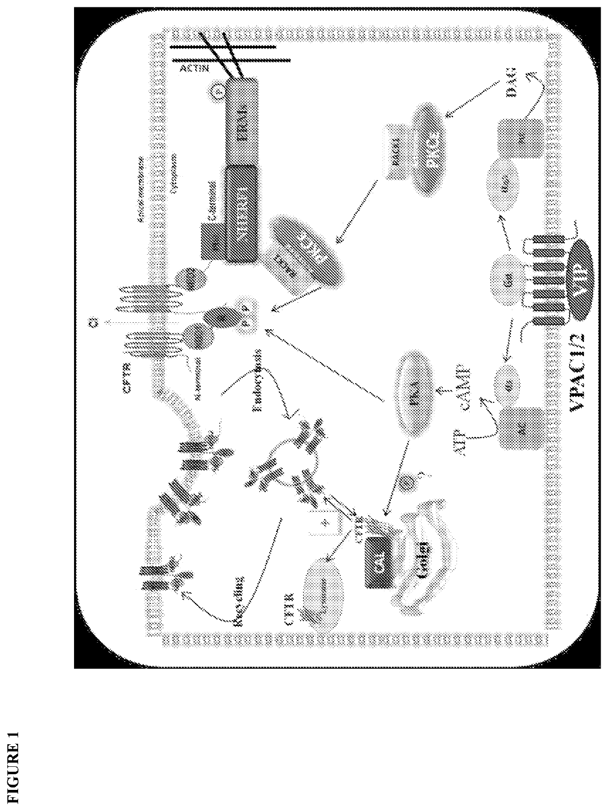 Methods and compositions for treating cystic fibrosis