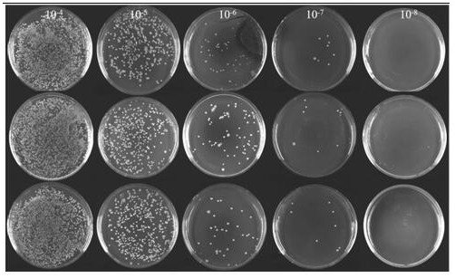 Application based on carbon quantum dots