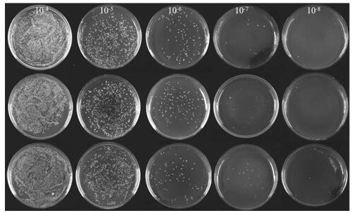 Application based on carbon quantum dots