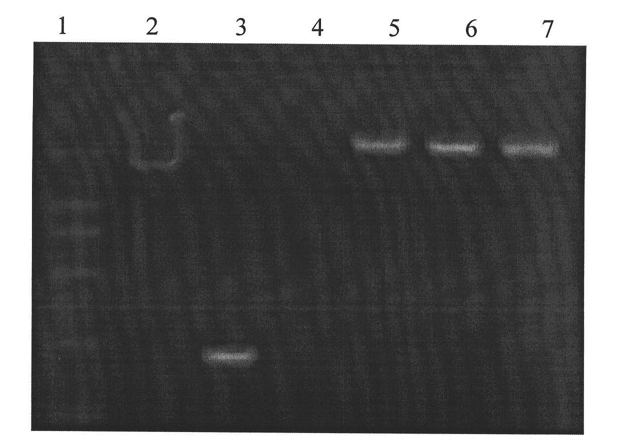 Fox growth hormone releasing hormone cDNA and its application