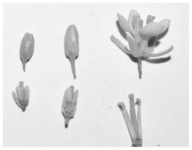A method for rapidly and synchronously obtaining male sterile and maintainer transgenic plants of Wucai