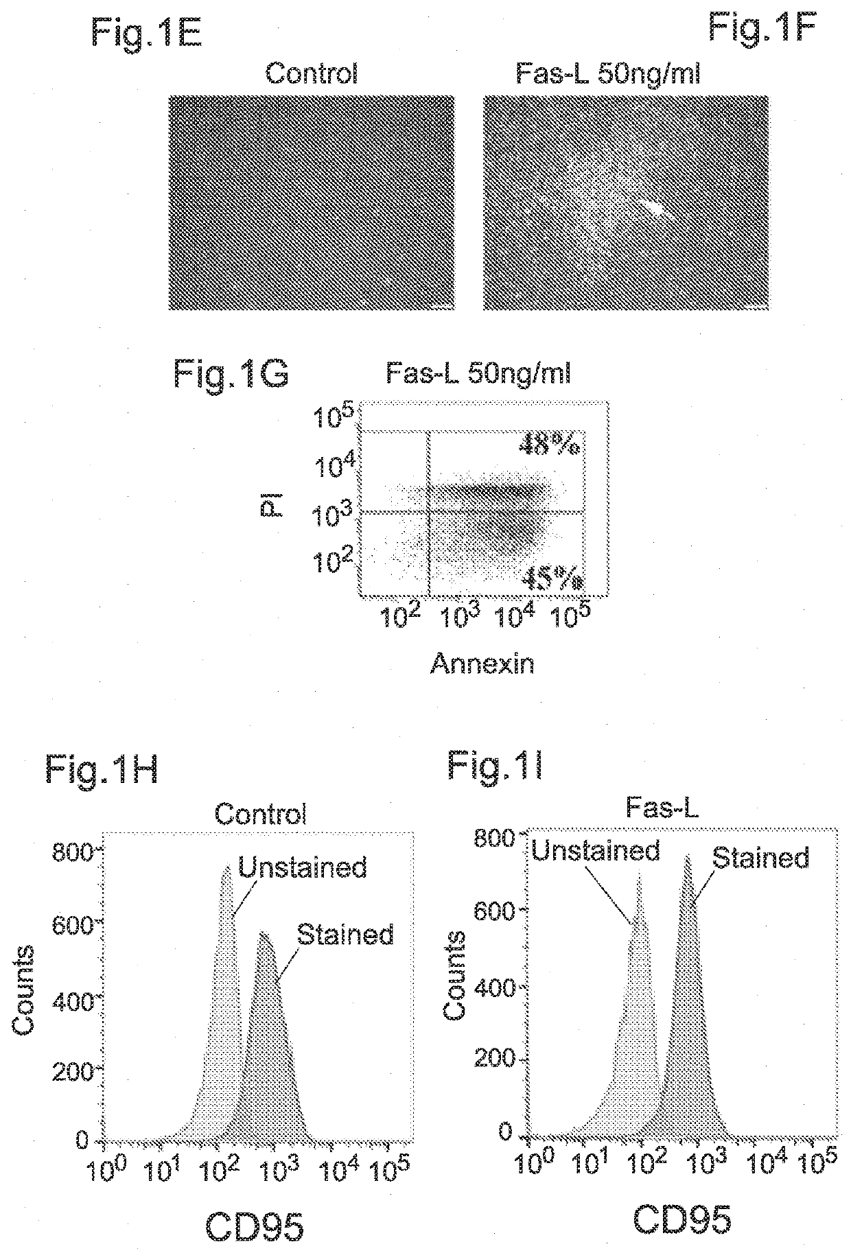 Methods for exp anding adipose-derived stem cells