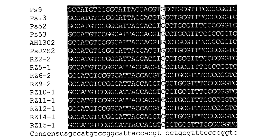 Method for identifying nucleotide point mutation of phytophthora sojae beta-microtubulin gene and use thereof for diagnosing zoxamide resistance