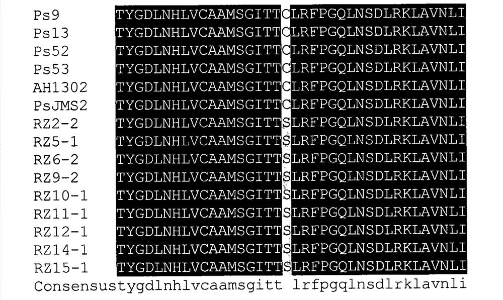 Method for identifying nucleotide point mutation of phytophthora sojae beta-microtubulin gene and use thereof for diagnosing zoxamide resistance