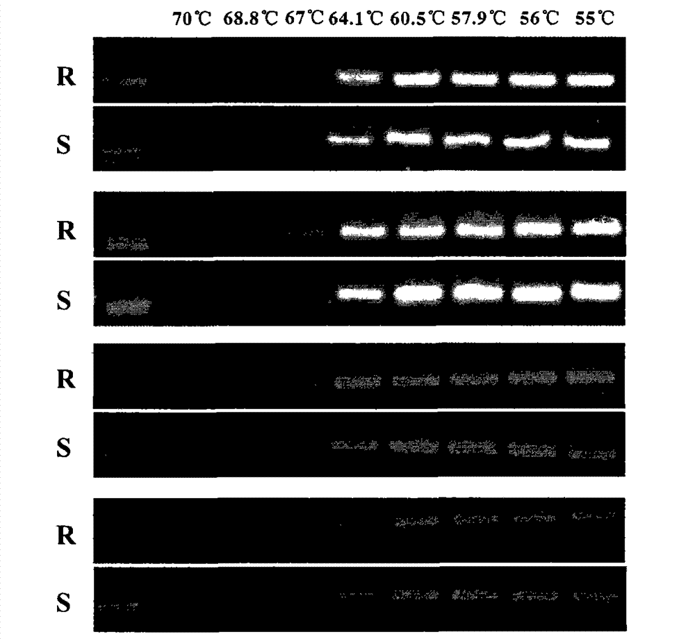 Method for identifying nucleotide point mutation of phytophthora sojae beta-microtubulin gene and use thereof for diagnosing zoxamide resistance