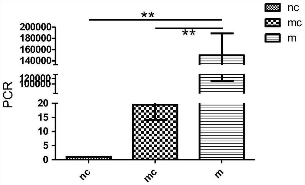 Recombinant mesenchymal stem cells and preparation method thereof