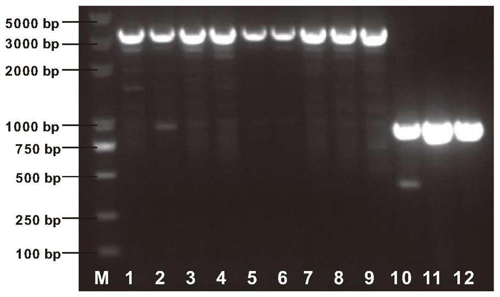 A kind of maize waxy gene mutant and its molecular marker and application