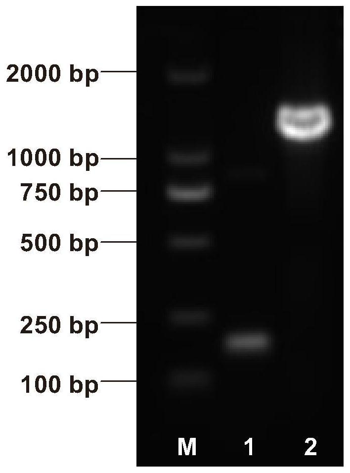 A kind of maize waxy gene mutant and its molecular marker and application