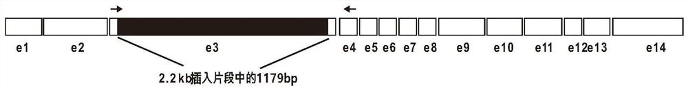 A kind of maize waxy gene mutant and its molecular marker and application