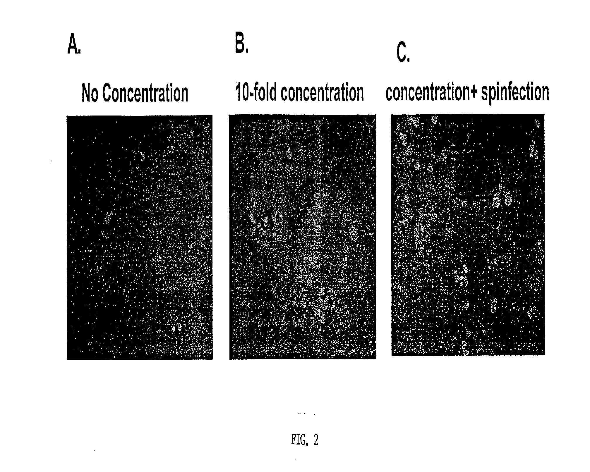 Human monoclonal antibodies and methods for producing the same