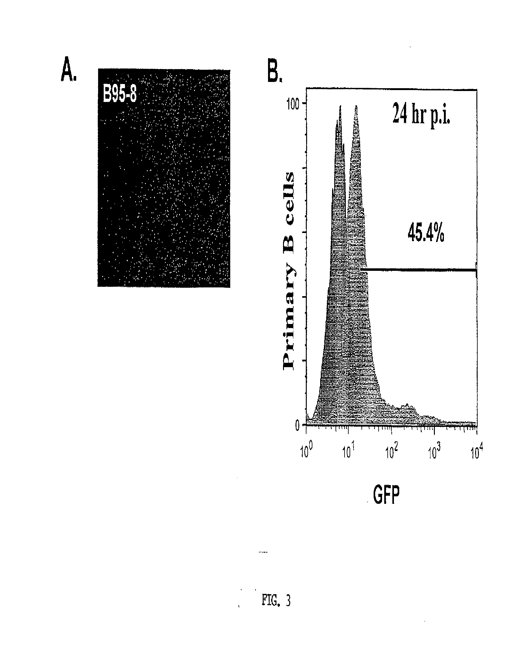 Human monoclonal antibodies and methods for producing the same