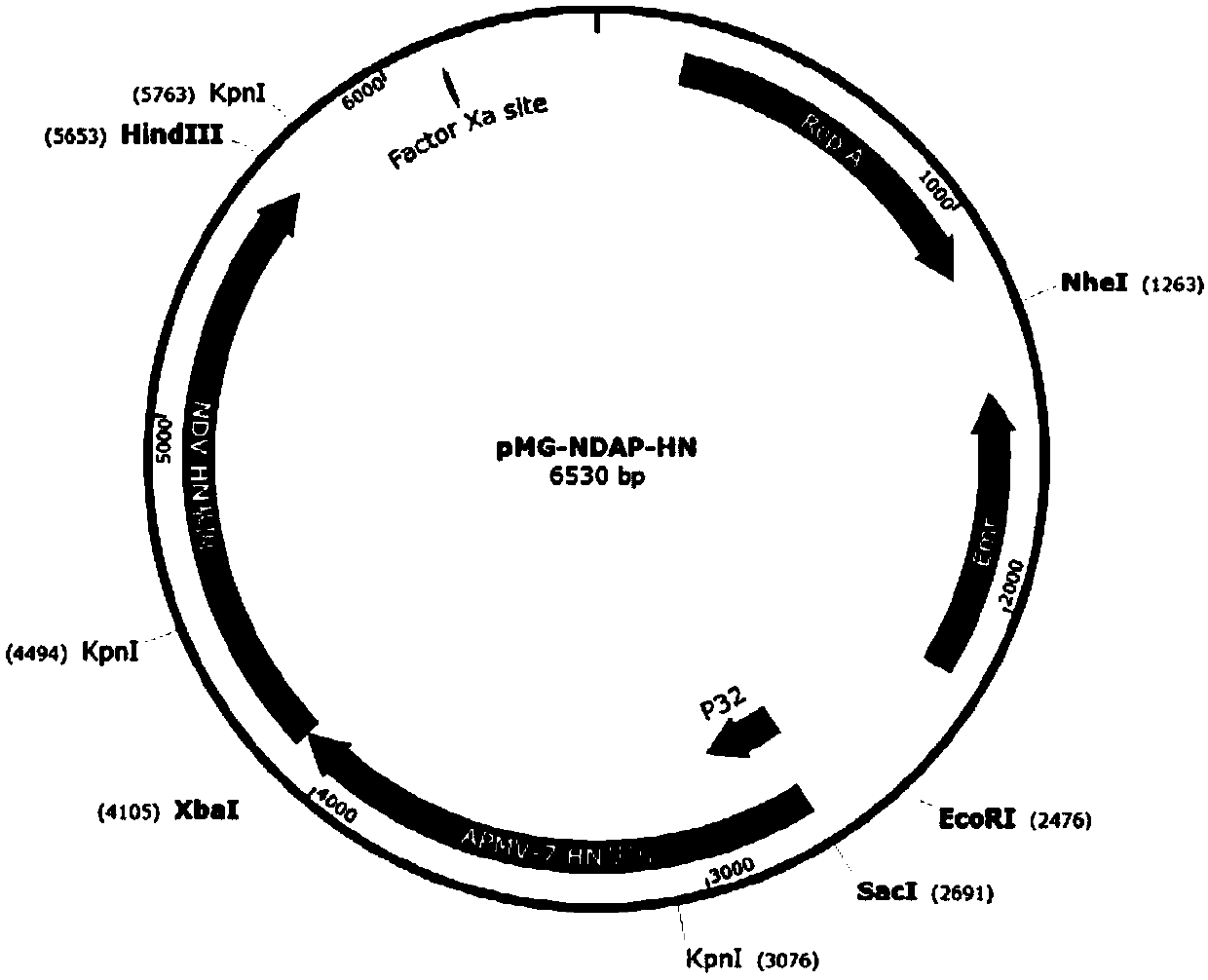 APMV (avian paramyxovirus) fusion protein, preparation method and application thereof and APMV vaccine for pigeons