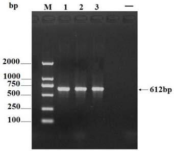 APMV (avian paramyxovirus) fusion protein, preparation method and application thereof and APMV vaccine for pigeons