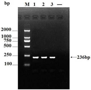 APMV (avian paramyxovirus) fusion protein, preparation method and application thereof and APMV vaccine for pigeons