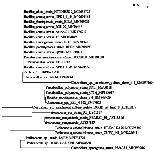 Bacillus and application thereof in industry