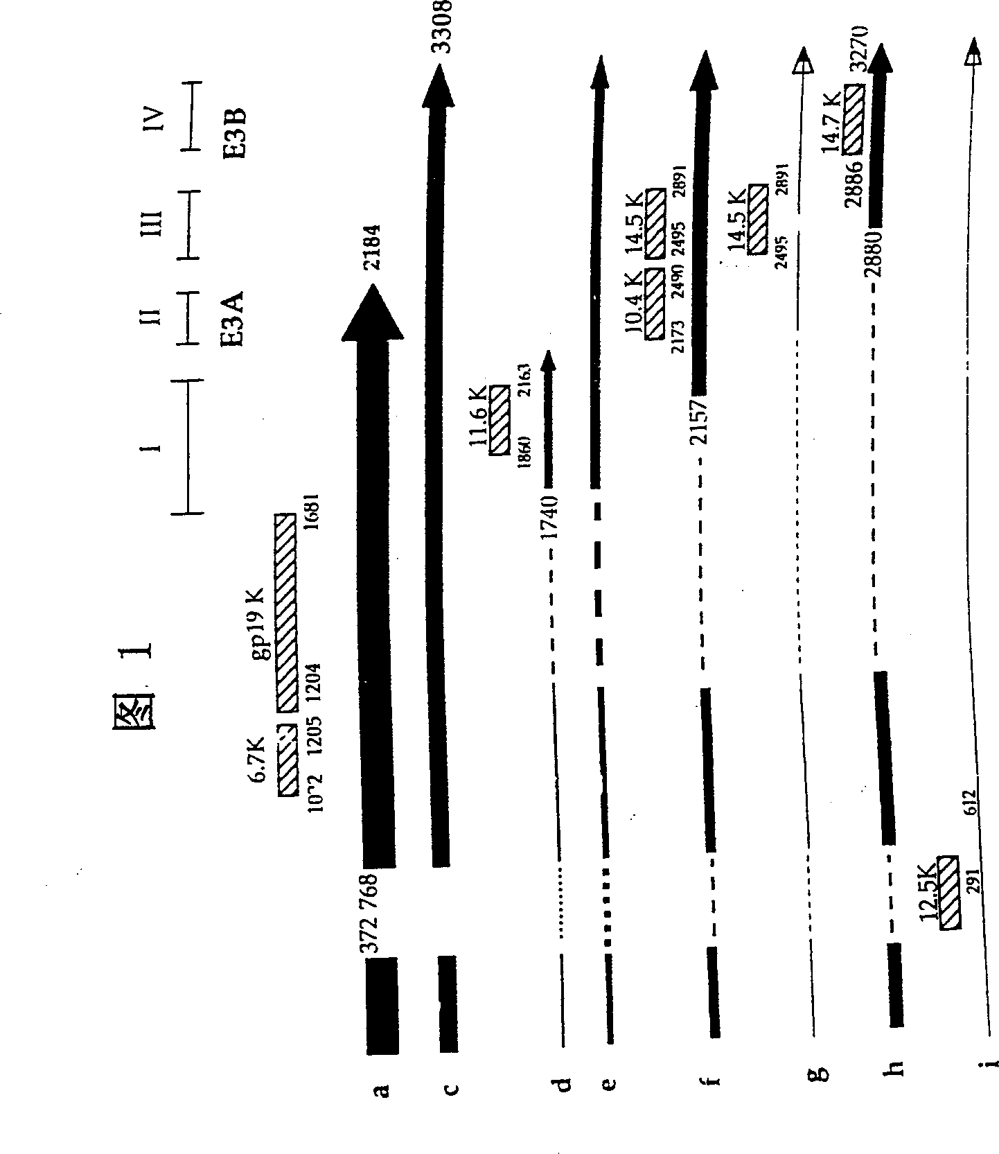 Adenoviral vectors for treating disease