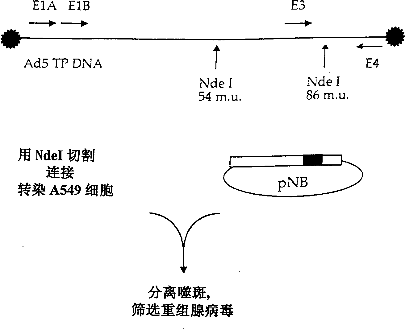 Adenoviral vectors for treating disease