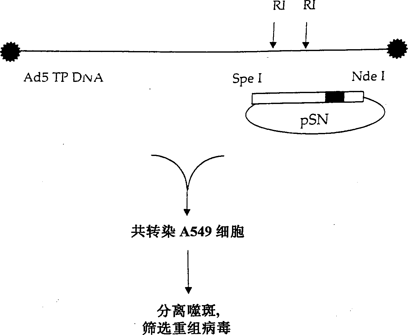 Adenoviral vectors for treating disease