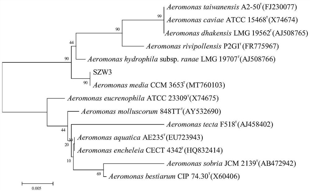A Strain of Aeromonas intermedia and Its Application in Removing Chloramphenicol and Solubilizing Phosphate and Potassium