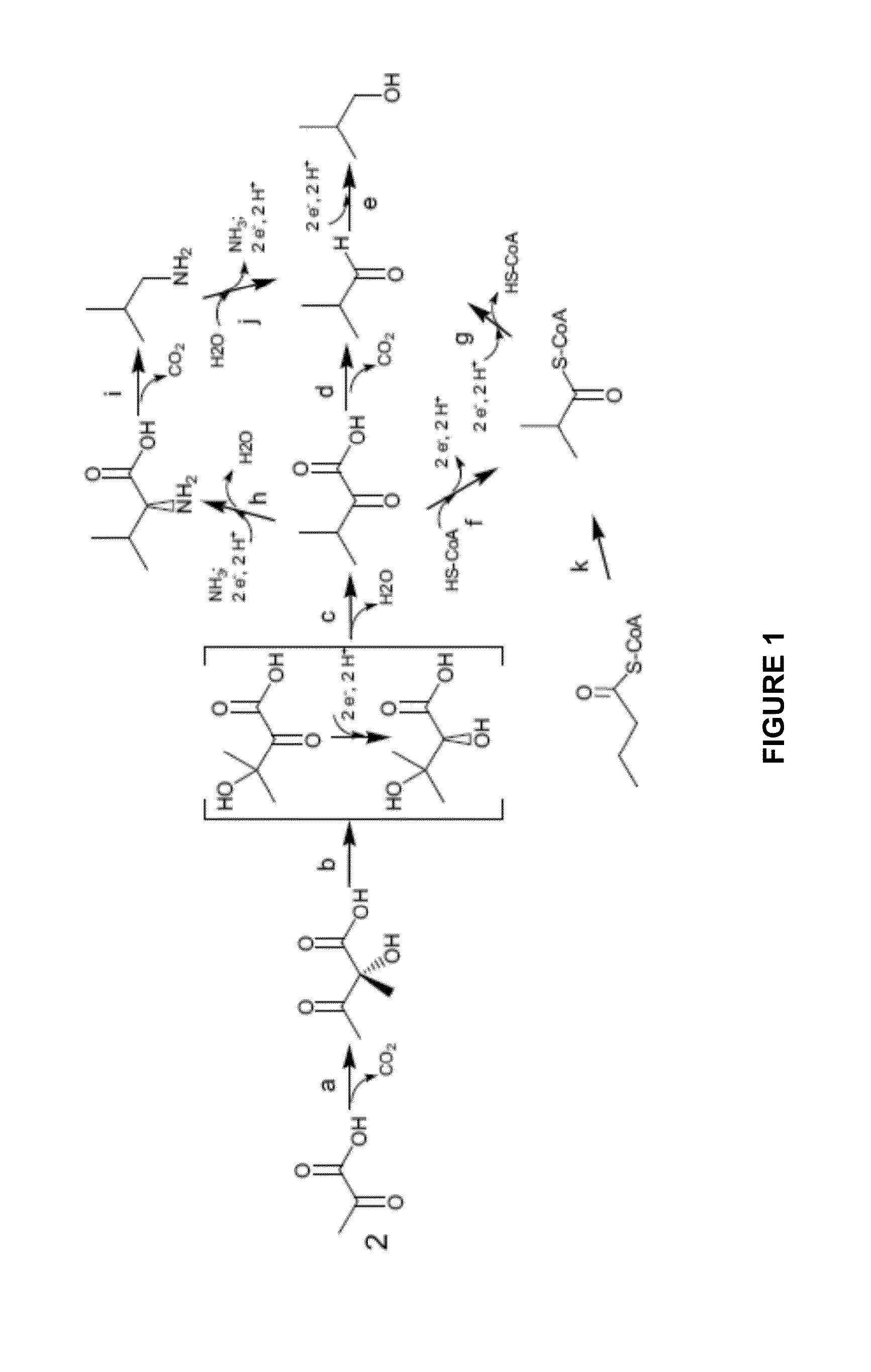 Polypeptides with Ketol-Acid Reductoisomerase Activity