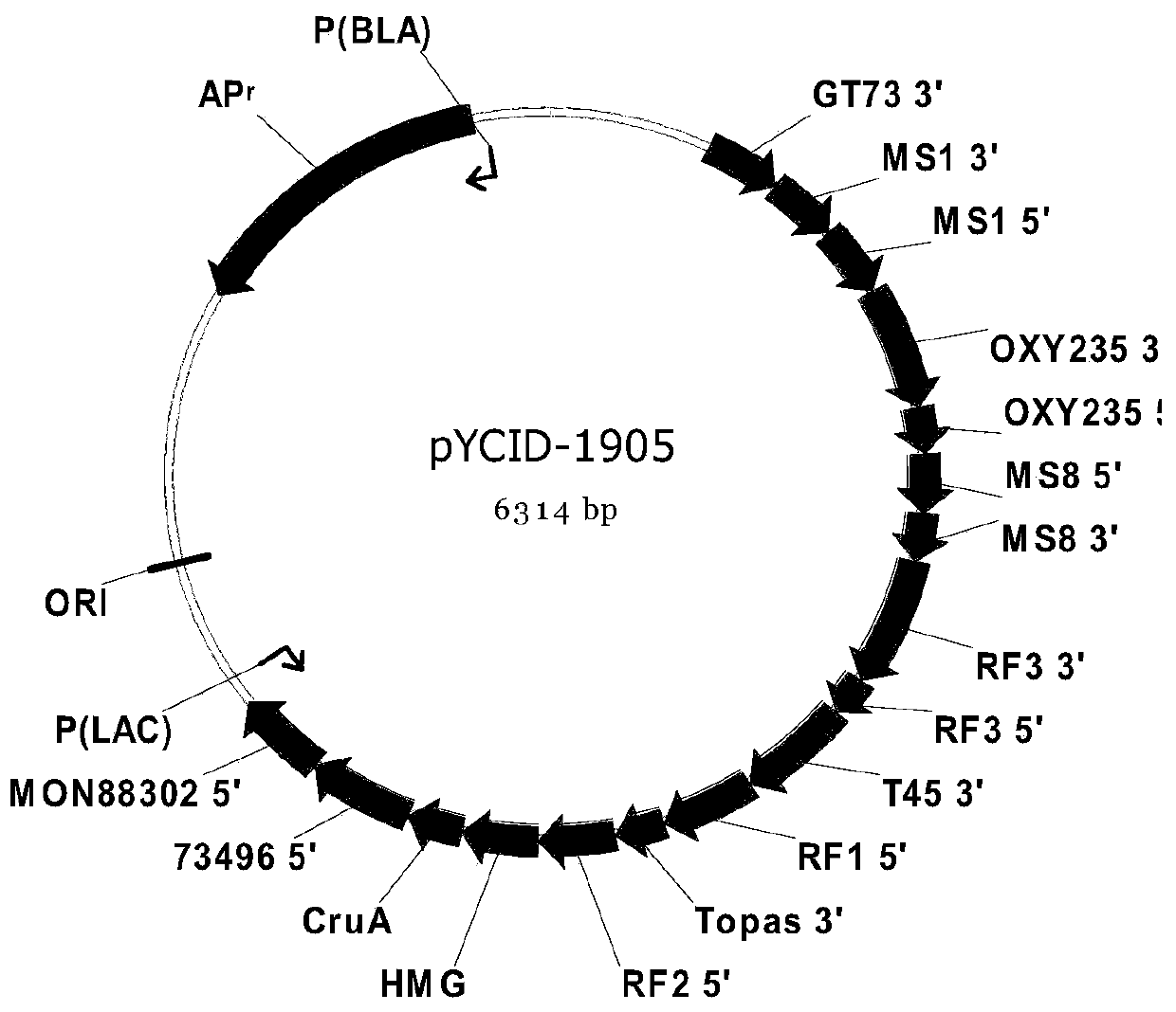 Positive plasmid molecule pYCID-1905 for identifying transgenic rape and product transformants thereof, and application