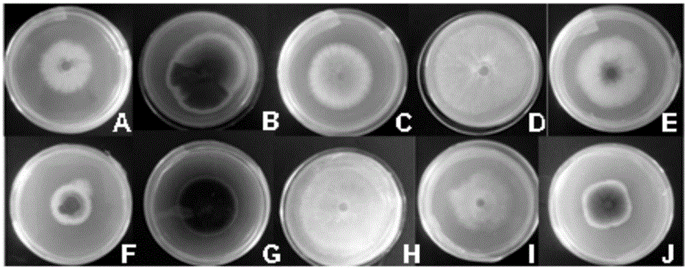 Wheat rhizosphere paenibacillus polymyxa WXD 6-4 and application thereof
