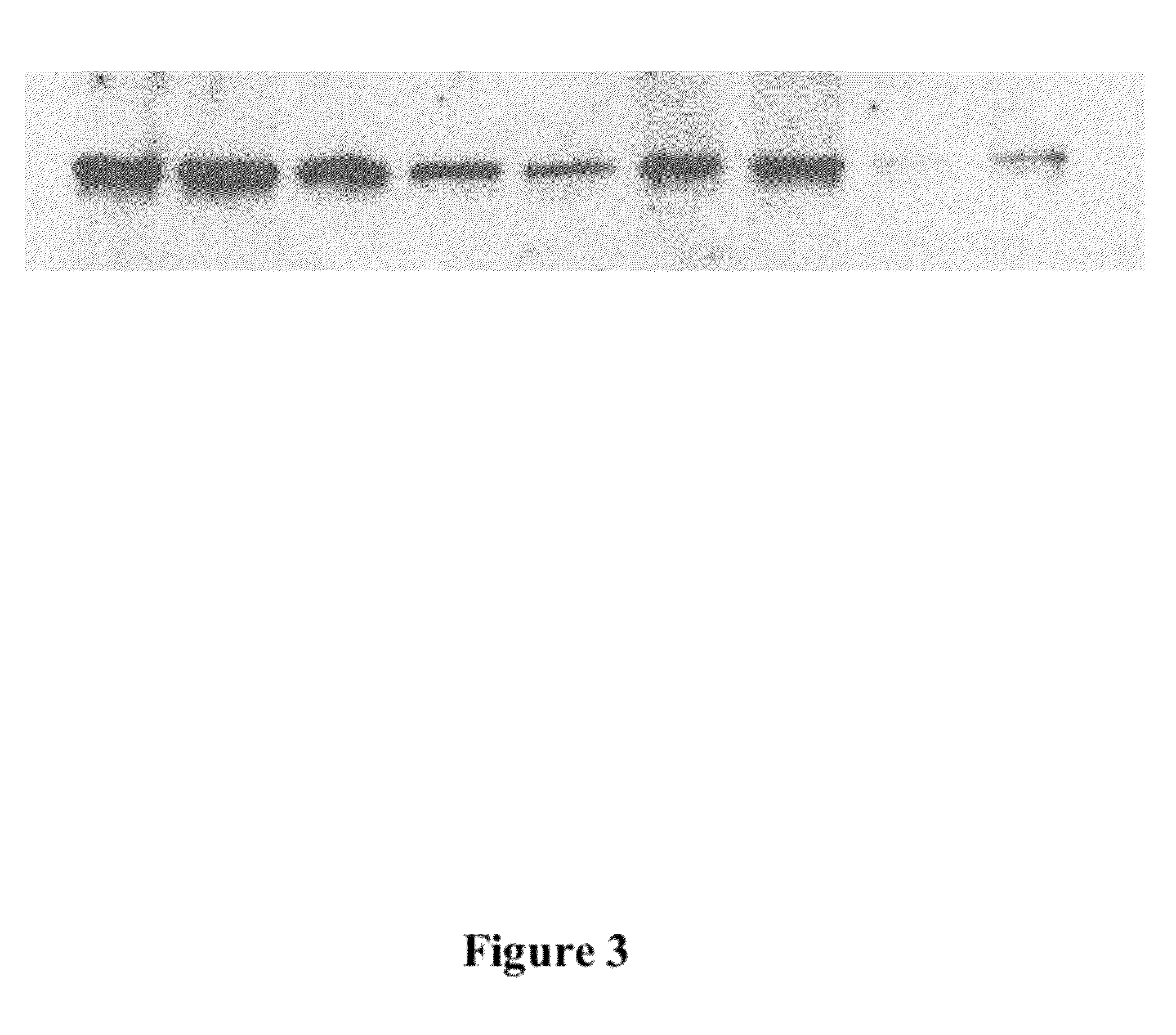 Compositions and methods for encapsulating vaccines for the oral vaccination and boostering of fish and other animals