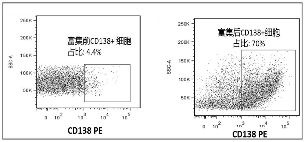 Method for preparing hybridoma by enriching mouse plasma cells with CD138&lt;+&gt; biomarker and application