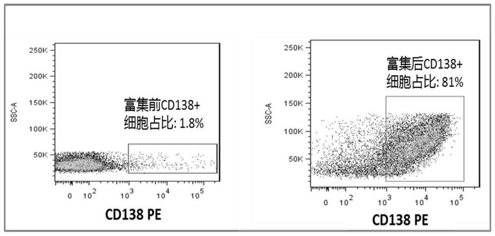 Method for preparing hybridoma by enriching mouse plasma cells with CD138&lt;+&gt; biomarker and application