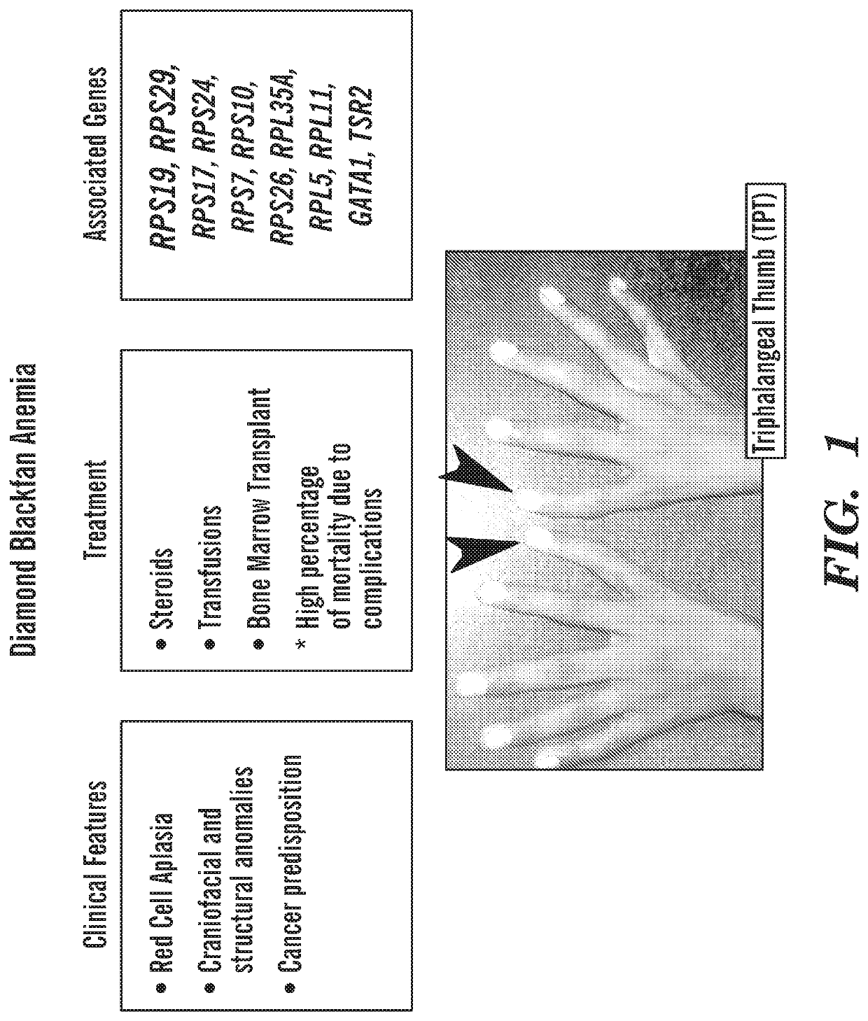 Calmodulin inhibitors, Chk2 inhibitors and RSK inhibitors for the treatment of ribosomal disorders and ribosomapathies