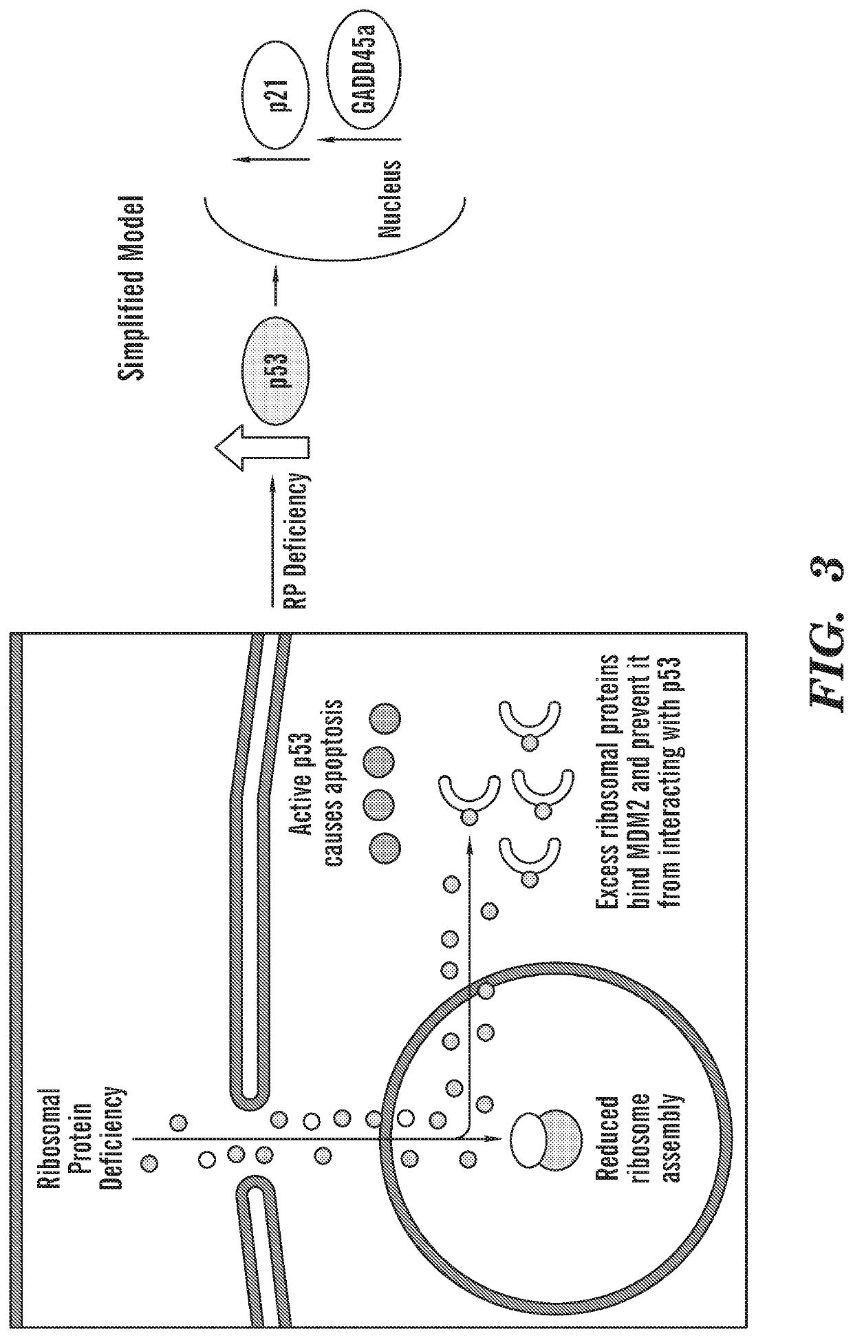 Calmodulin inhibitors, Chk2 inhibitors and RSK inhibitors for the treatment of ribosomal disorders and ribosomapathies