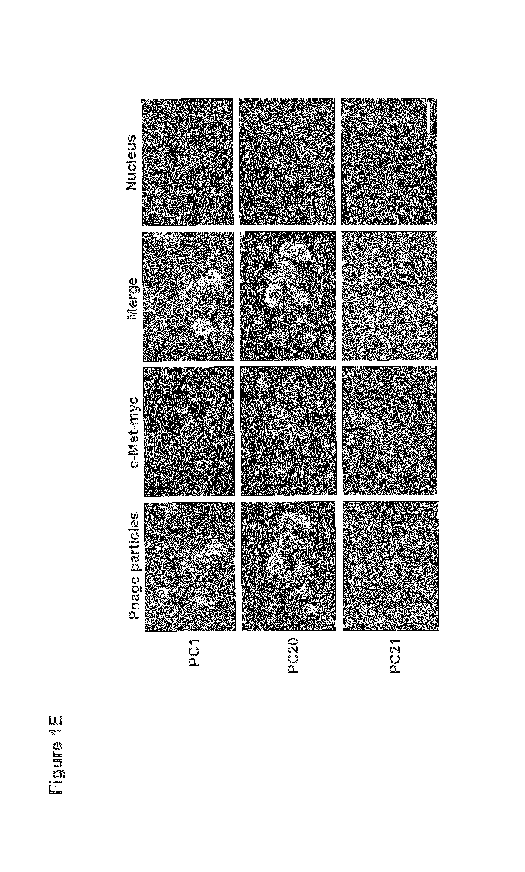 Anti-C-Met Antibody and Methods of Use Thereof