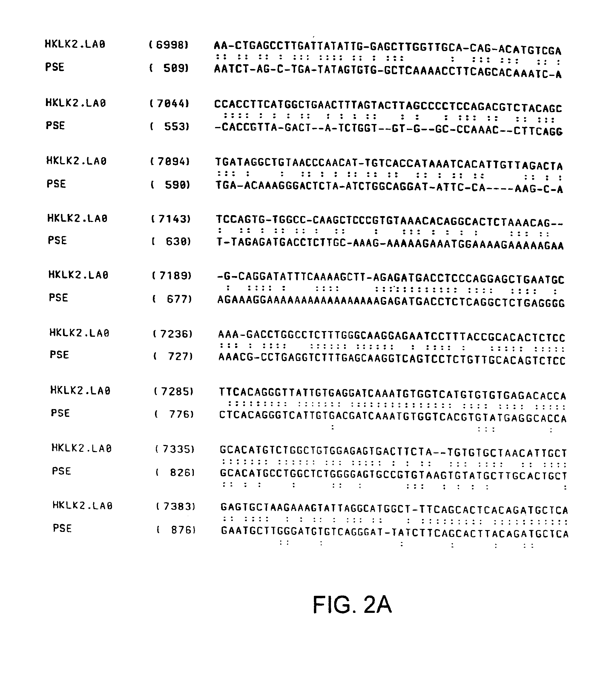 Human glandular kallikrein enhancer, vectors comprising the enhancer and methods of use thereof