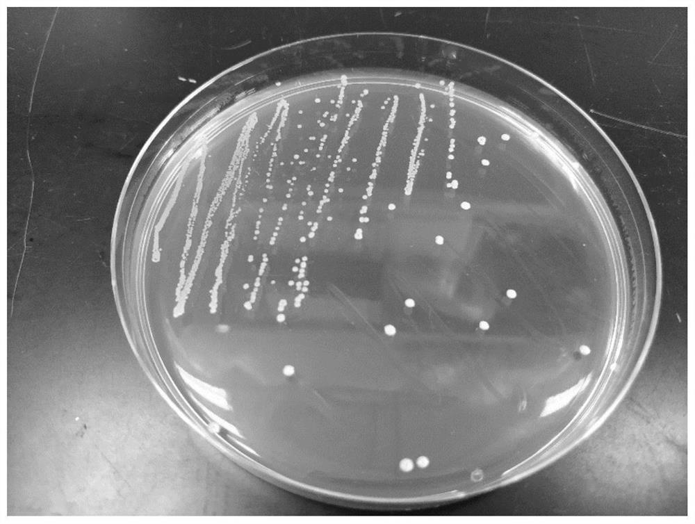 A strain of Lactobacillus rhamnosus capable of preventing and relieving ulcerative colitis and its application