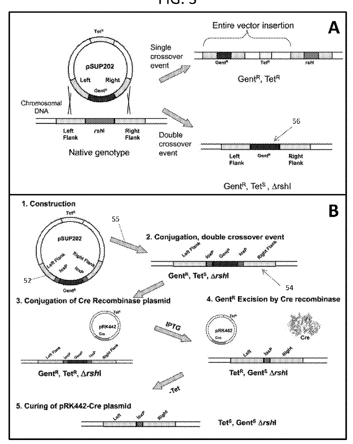 Transformable <i>Rhodobacter </i>strains, method for producing transformable <i>Rhodobacter </i>strains