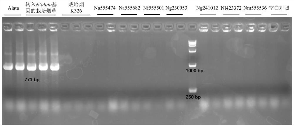 Method and kit for detecting N'orthologous gene N 'alta in tobacco