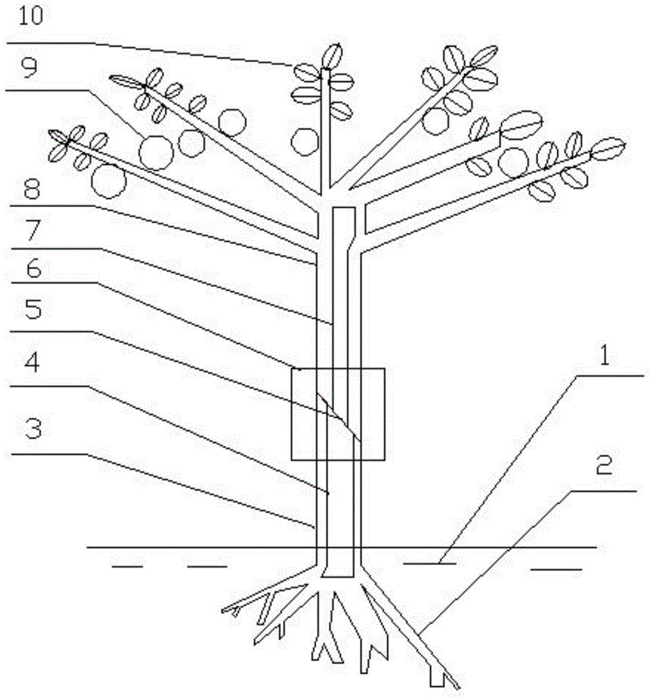 Blueberry grafting technology