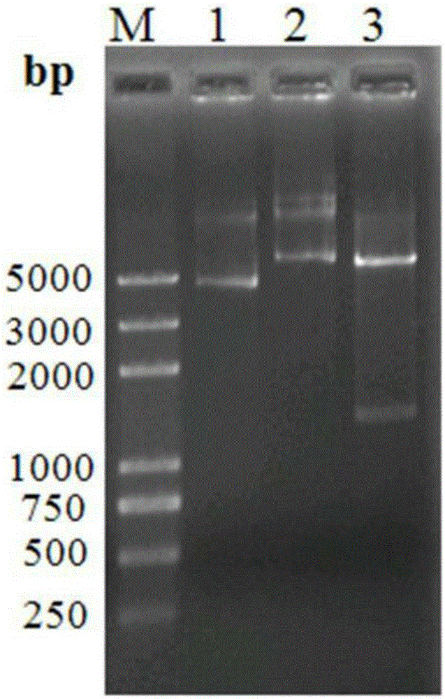 Plasmid for theanine production and construction and application method of corresponding engineering bacteria of plasmid