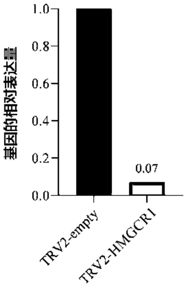 3-hydroxy-3-methylglutaryl coenzyme A reductase gene of tobacco and application thereof