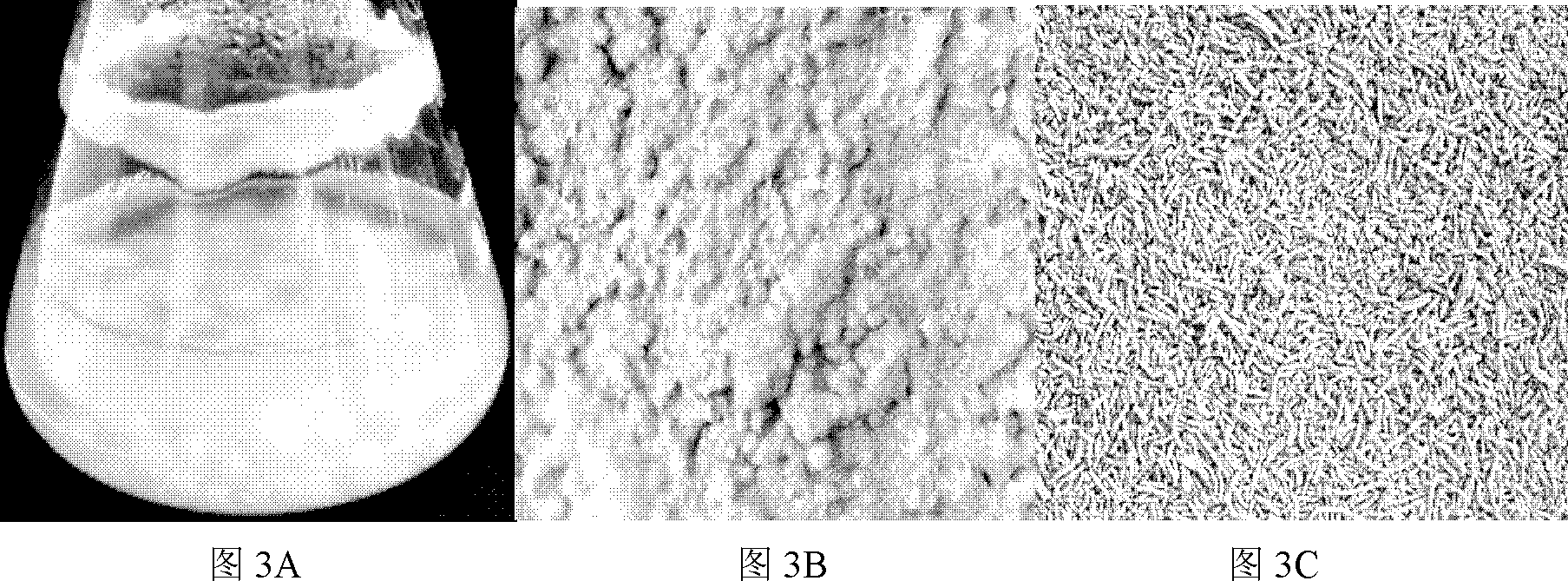 Paecilomyces lilacinus and cultivating method thereof and applications thereof