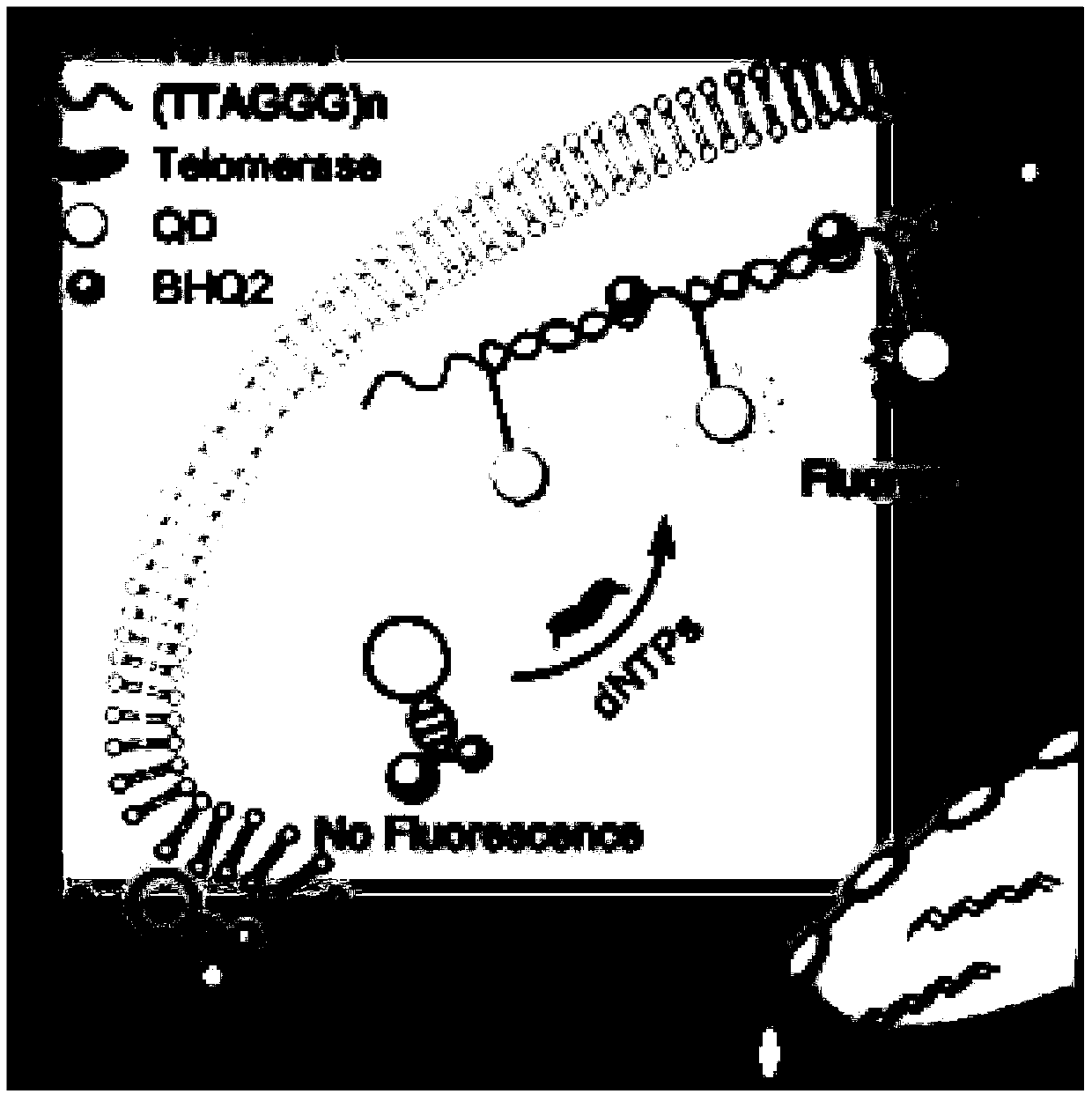 Telomerase activity detection kit and telomerase activity detection method