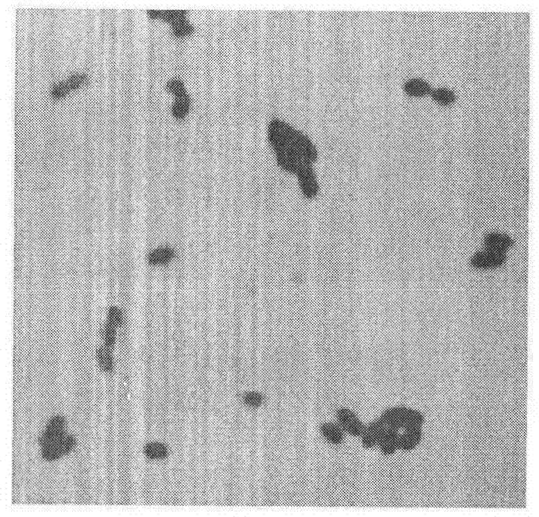 Enterococcus faecalis HEW-A131 and application thereof