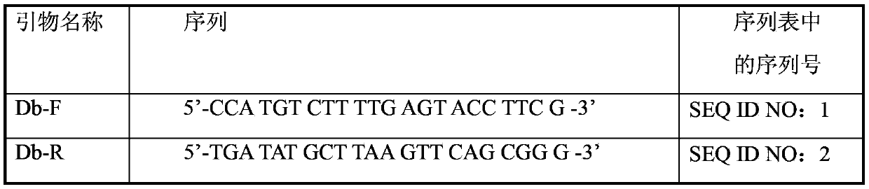 Specific primer and kit for detecting melon gummy stem blight